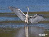 Blauwe reiger